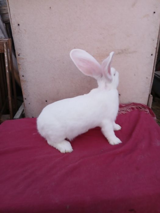 Iepuri uriaș german