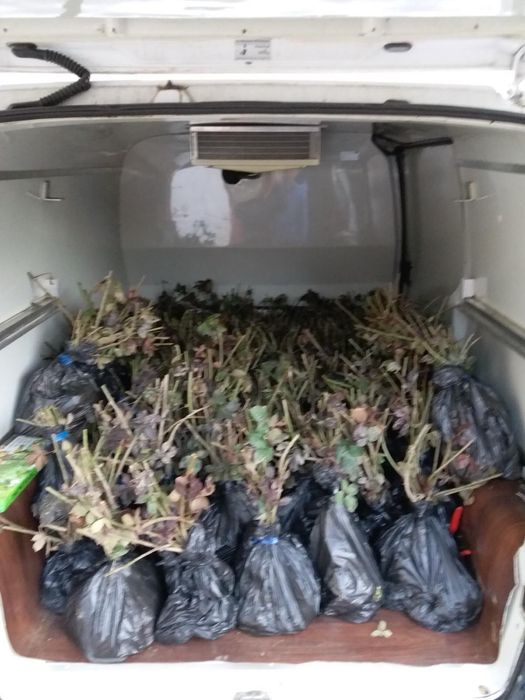 Butasi de mur Thornfree