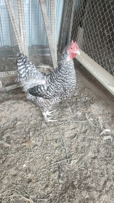 Қолдың жұмыртқасы сатылады 90 тг