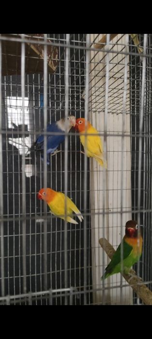 Rabochchi para papugaylar