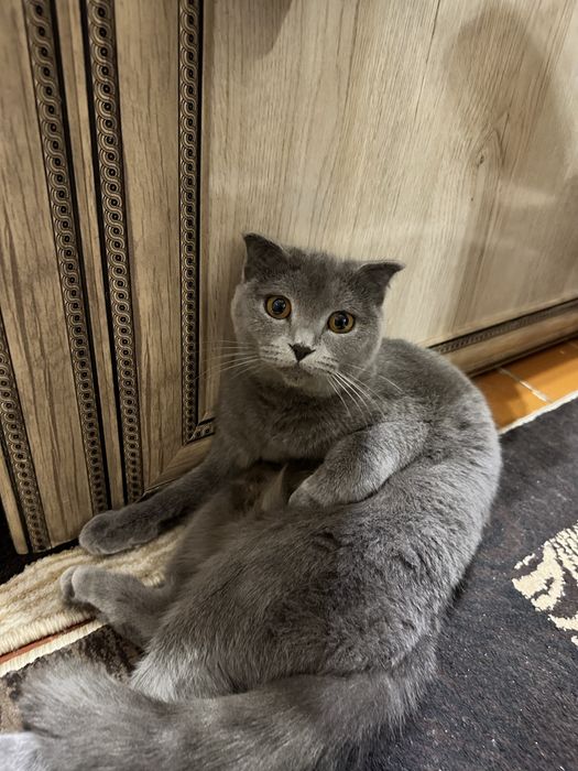 Скотиш фолд девочка