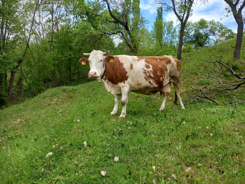 Vaca de    vanzare