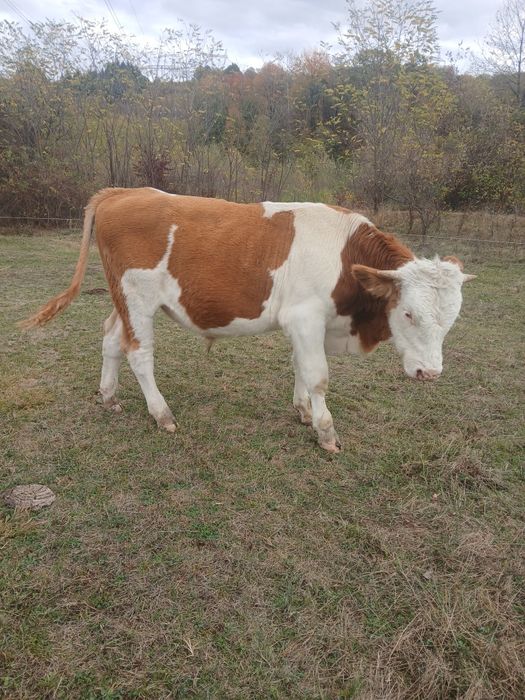 Vand vacă balțata româneasca și doi tauri  bălțați