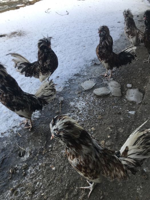 Gaini padoane portelan