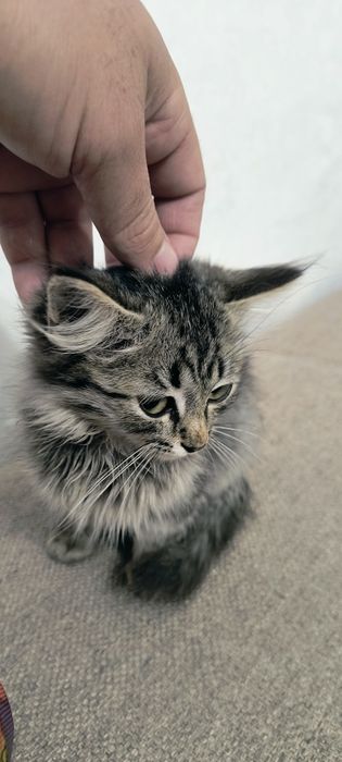 Отдам котенка Мальчик бесплатно