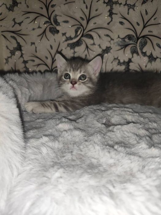 Продаётся кошки мама  с детьми