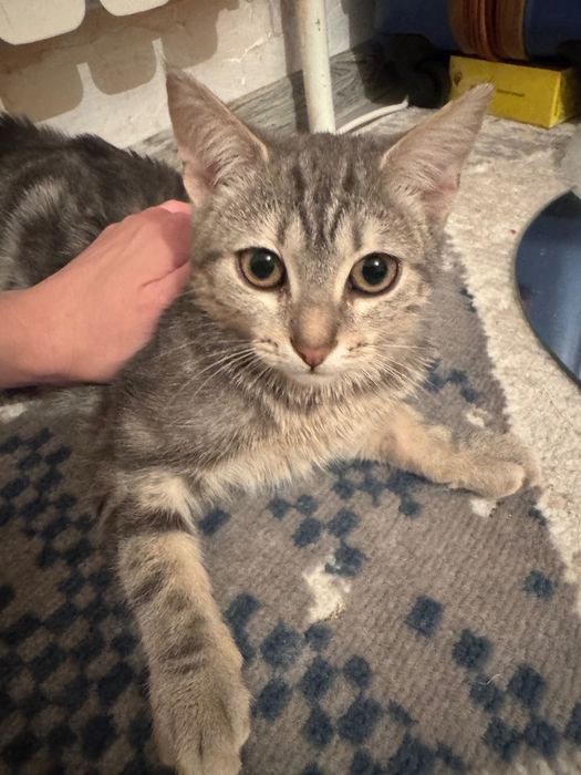 Отдам котенка в добрые руки