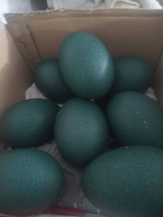 Vând 10 oua de struț Emu