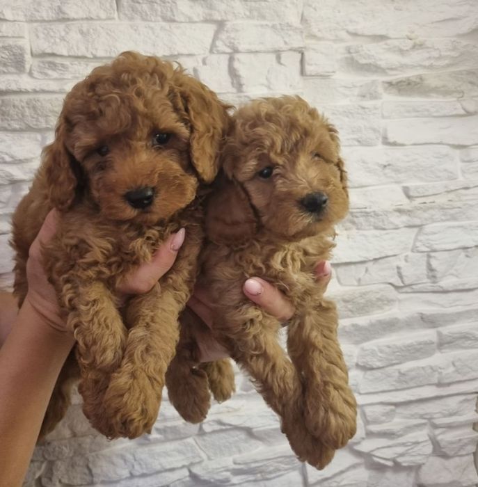 Той Пудел Мини Пудел