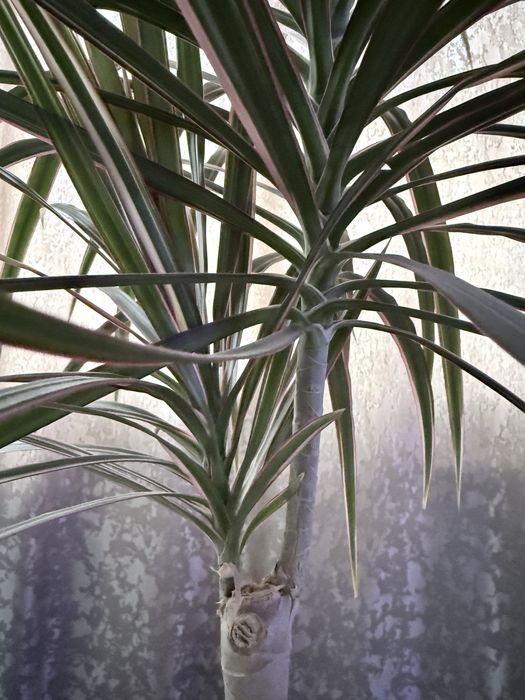 Драцена камнатная 5000 т