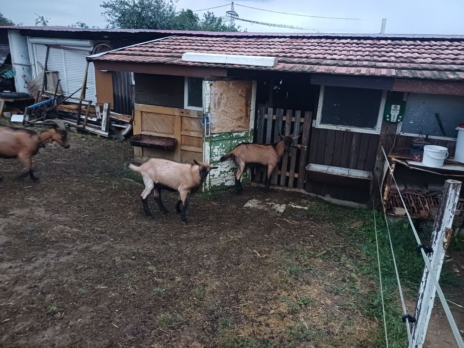 Vand două capre alpin francez