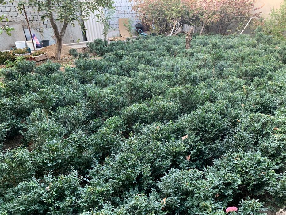 Srochna Shamshod sotiladi 20 mingdan 50 mingacha 500 ta bor