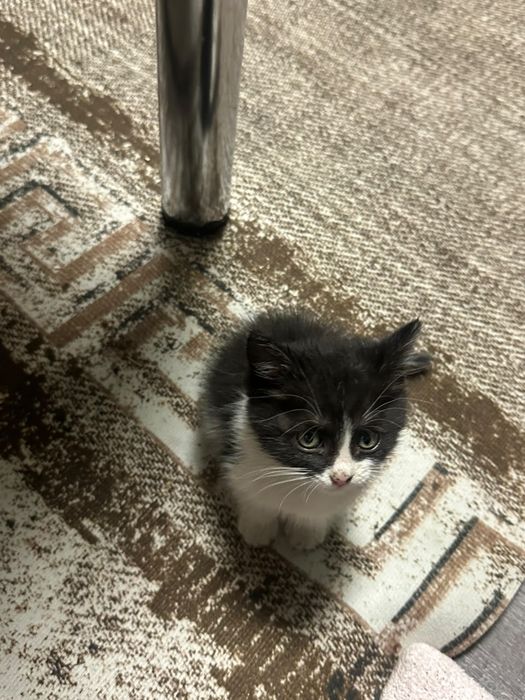 Отдам котенка в хорошие руки