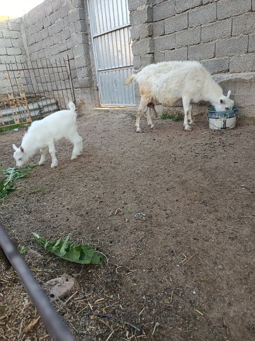 Ешкы,коза зайнин