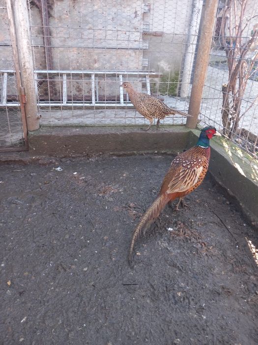 Vând fazani maturi.