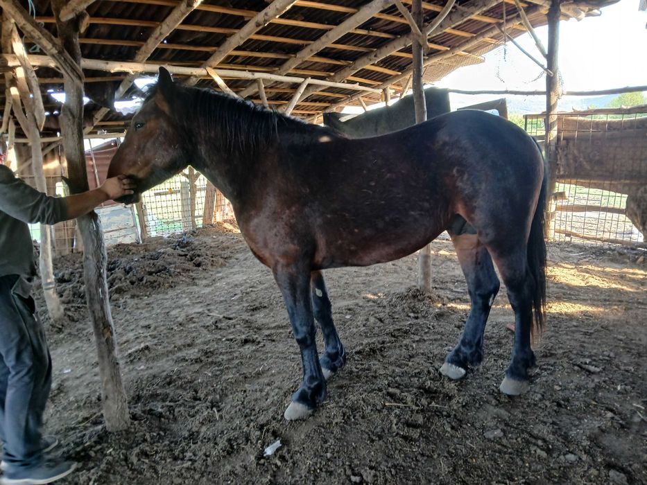 Vand armăsar de 2Ami