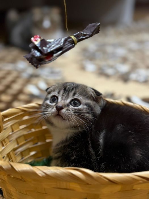 Продаю котят две девочки