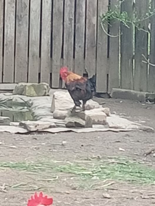 Vand cocosi si americane(pitici)