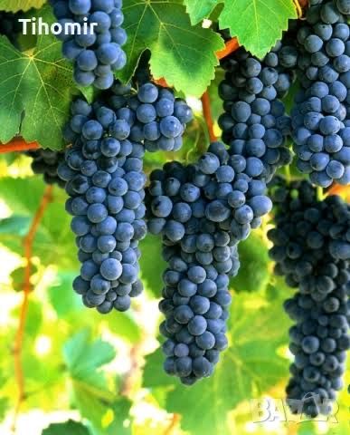 Грозде за вино и ракия