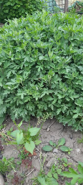 Хризантемы белые,,Невеста,,