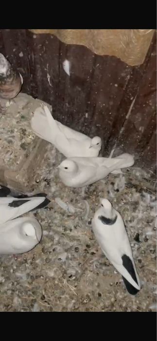 Продам Голуби, Чорнахвостыи чубатыи шеики
