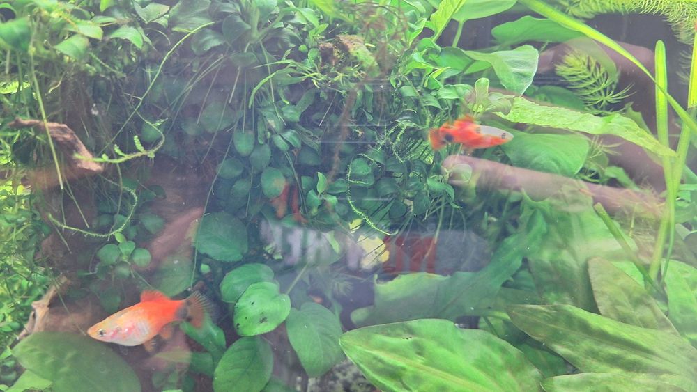 Schimb pești platty + o zebră voalată, cu masculi de guppy sau creveți