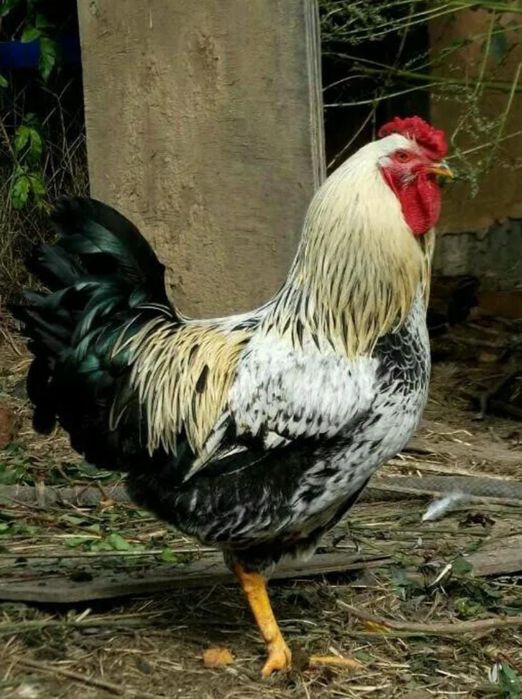 Подам петухов молодых