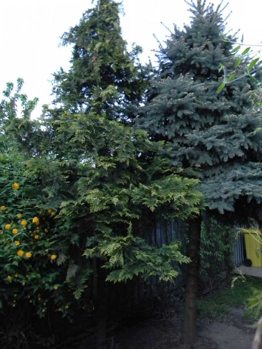 Brad Argintiu 5 metri pentru Craciun sau replantare