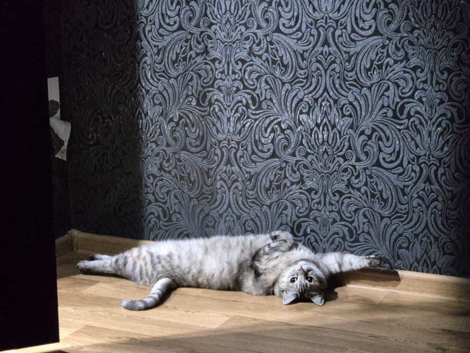 Кошка в добрые руки