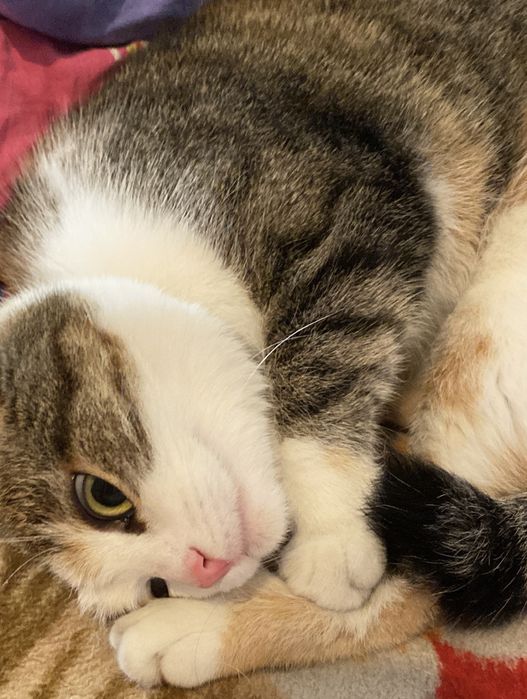 Кошка отдам бесплатно!