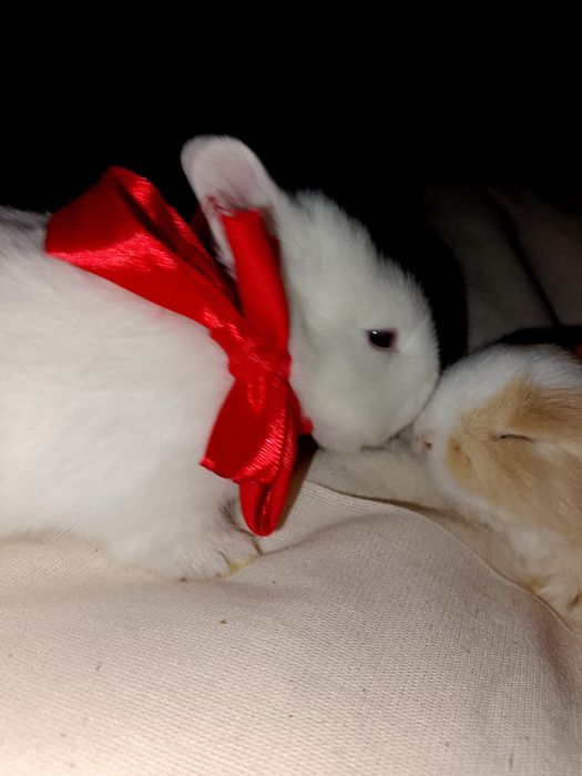 Кролик Декартивный