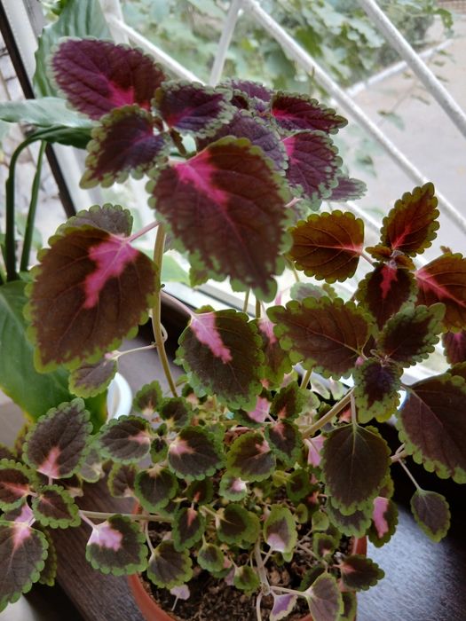 Колеус комнатный