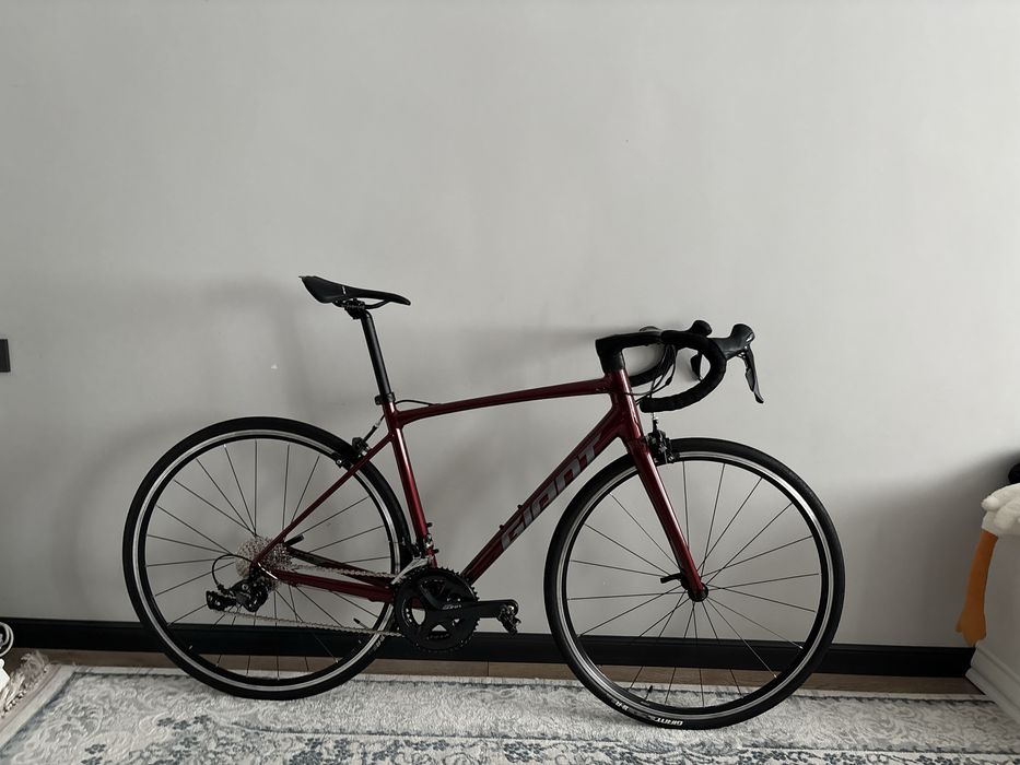Giant Contend 1 2025года