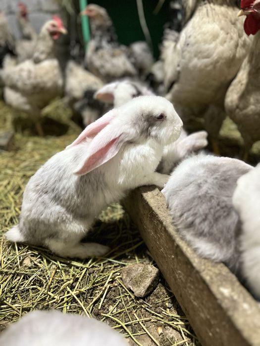 Французский вислоухи кролик