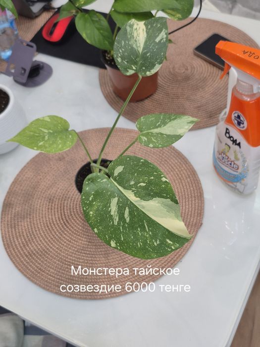 Комнптные растения
