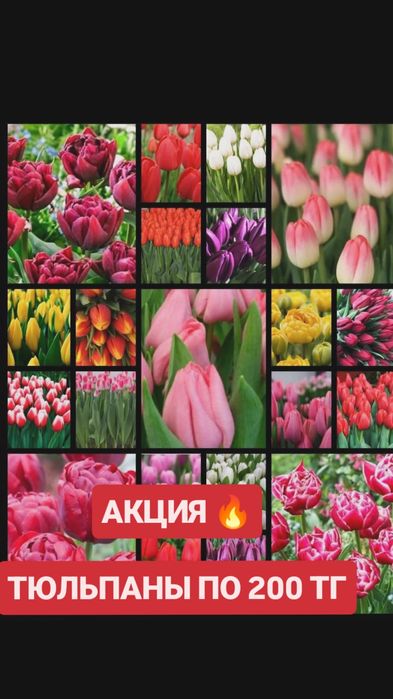 Тюльпаны и гиацинты по акции!