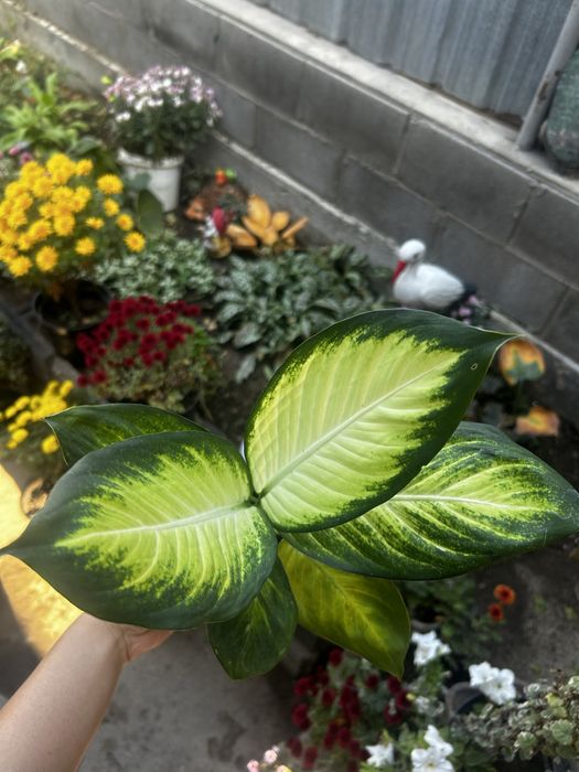 Комнатные цветы.