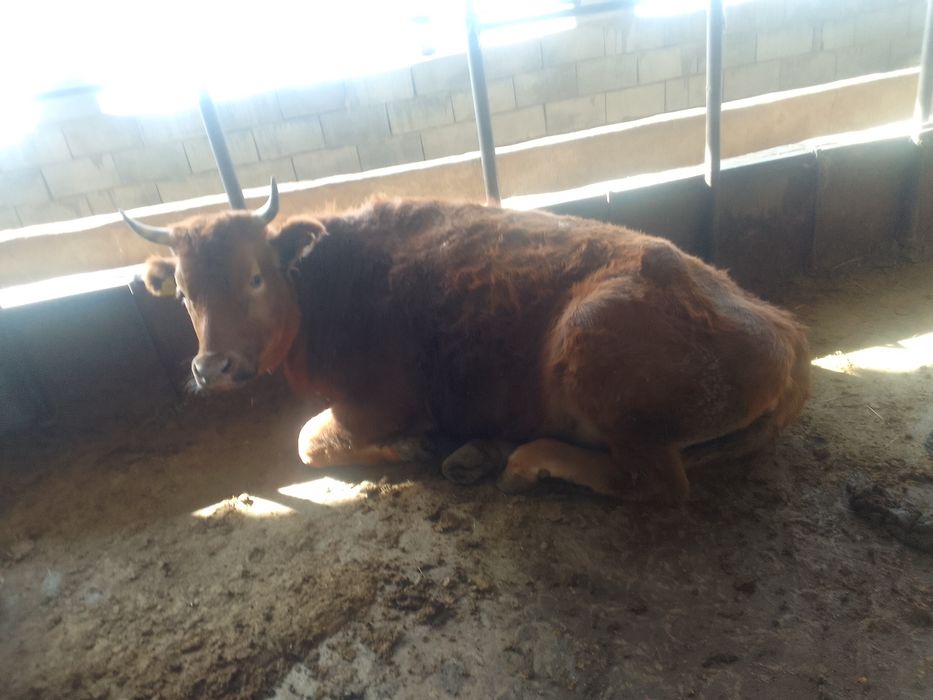 Бордақыланған сиырлар