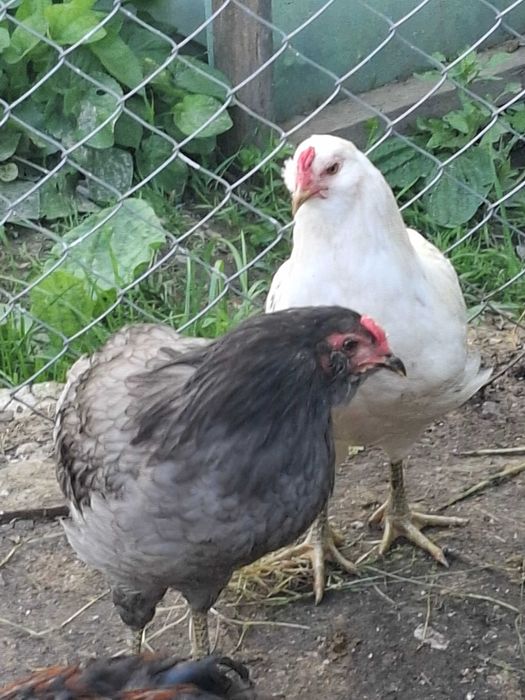 Vand cocos araucana februarie-2026