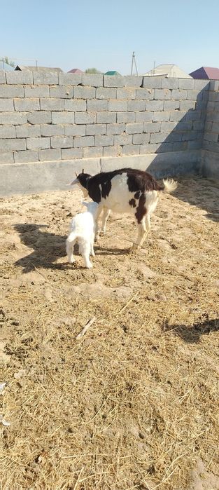 Ешкы сатылады 500мын бары