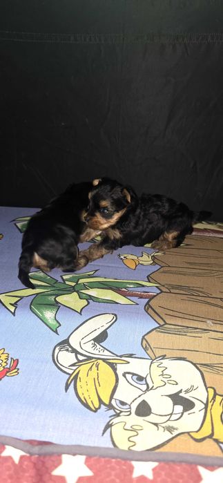 Йоркширски териер ,Йорки