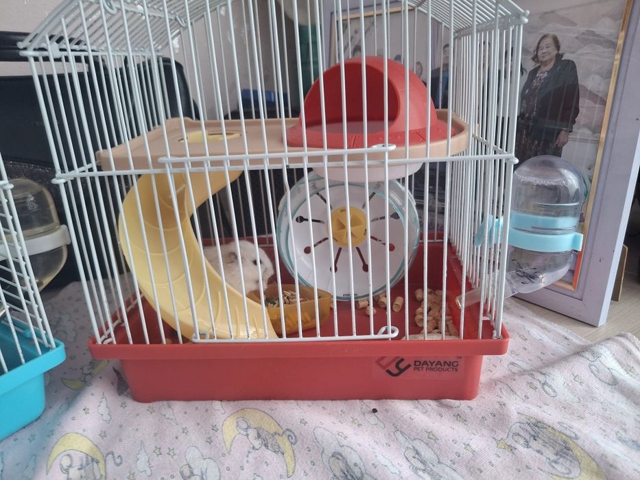 Хомяки вместе с клеткой