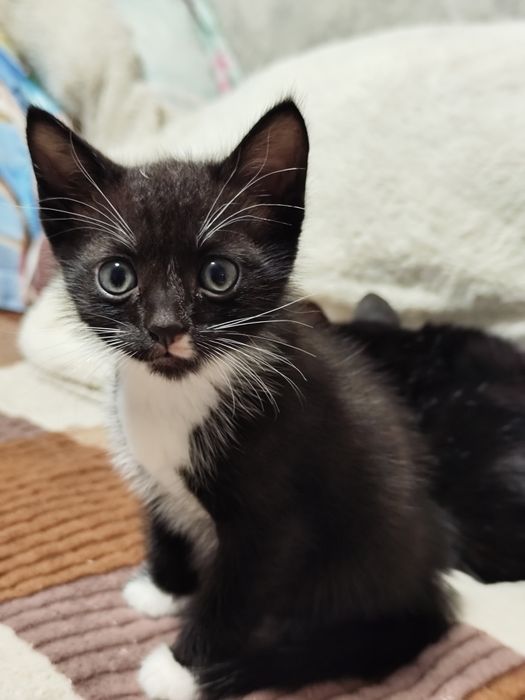 Отдам котёнка 1,5 месяца