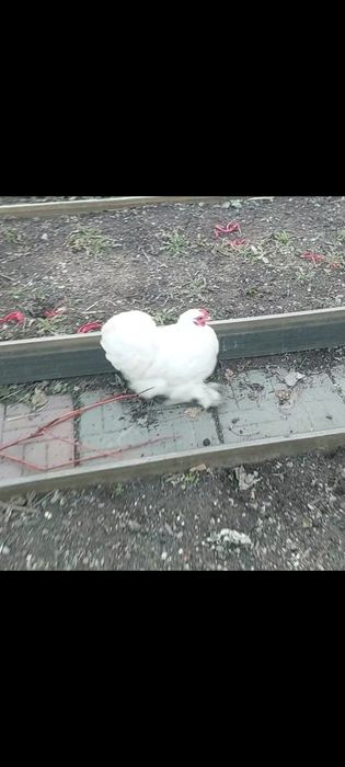 Карликовые кохинхины