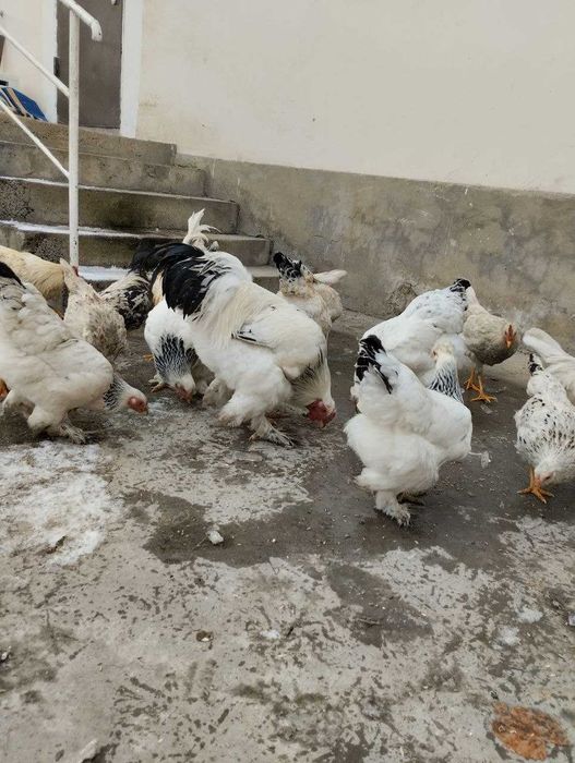 Брама товуқлари сотилади