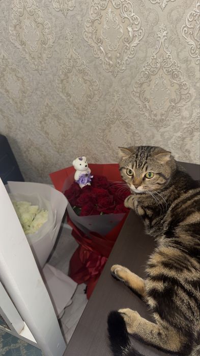 Продам кота шотландца