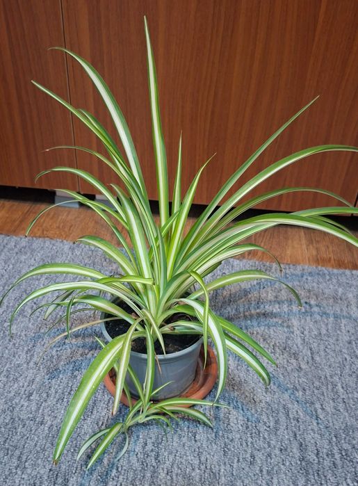 pt cadou Zamioculcas inflorita,monstera adansonii,planta paianjen,hoya