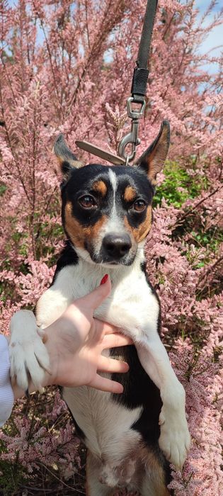 Разходка на кучета, грижи за котки и други домашни любимци. Цени.