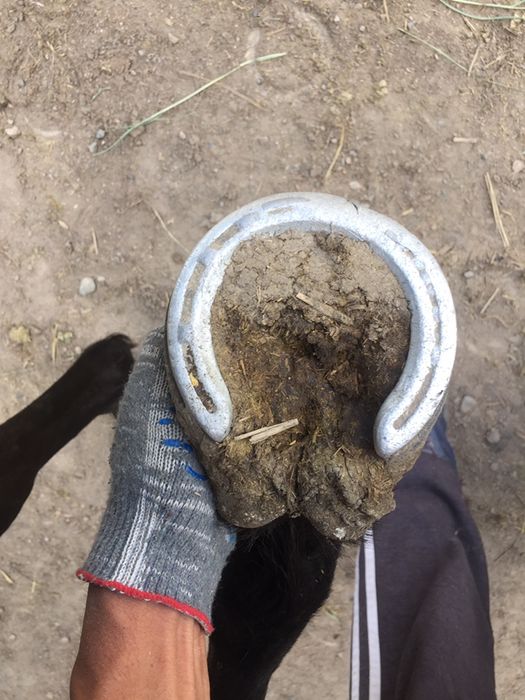 Подкова тағашы коваль