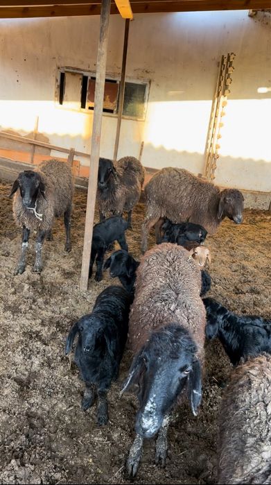 Қозылы Қой Бараны